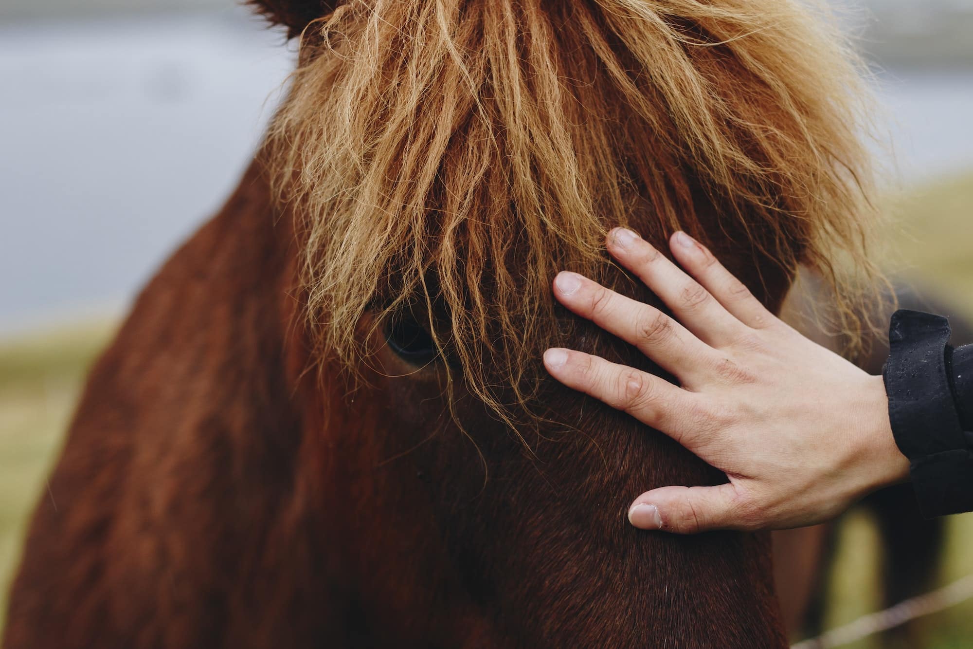 Human hand petting an brown Icelandic horse